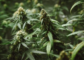 Scoperta vasta piantagione di cannabis nascosta in capannone. 5 arresti