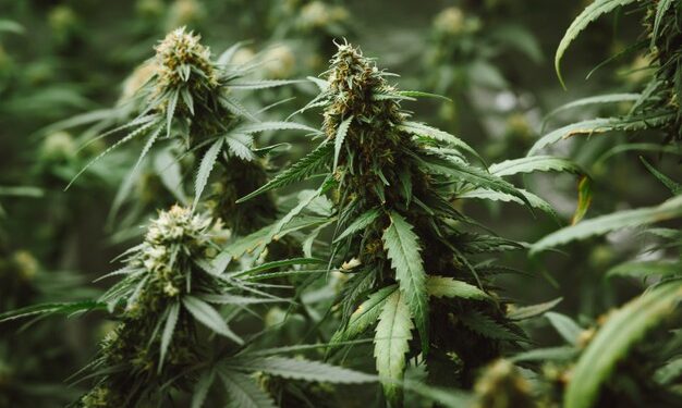 Scoperta vasta piantagione di cannabis nascosta in capannone. 5 arresti