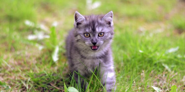 “Non abbandonarlo. Abbandoniamoci solo agli abbracci”, al via la campagna estiva di Roma Capitale