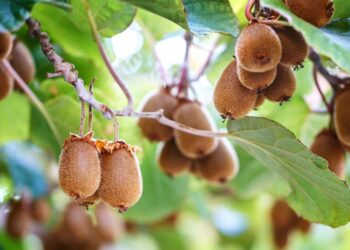 Agricoltura: kiwi; quasi 4 milioni di euro per i danni da moria