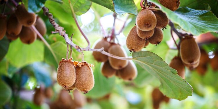 Agricoltura: kiwi; quasi 4 milioni di euro per i danni da moria