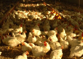 Influenza aviaria, caso accertato: Ordinanza del Presidente