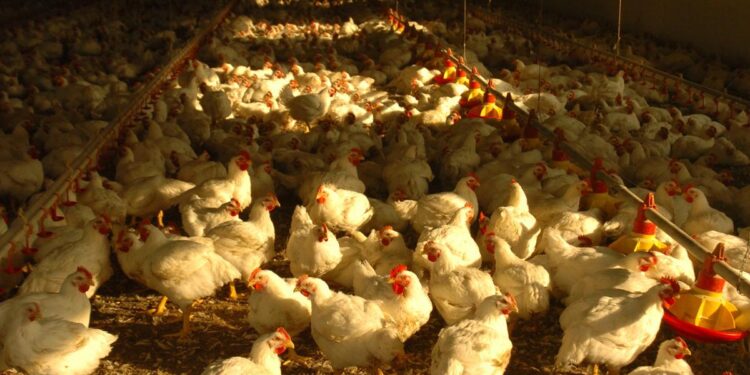 Influenza aviaria, caso accertato: Ordinanza del Presidente