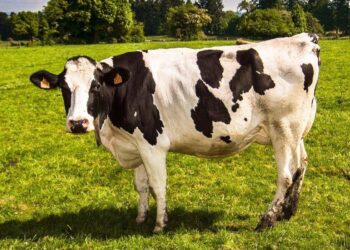 Benessere animale: Ulteriori 12 mln per la misura 14 del psr 2014-2020