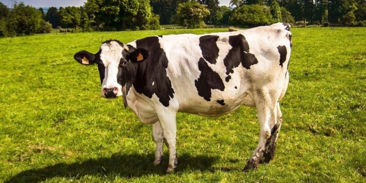 Benessere animale: Ulteriori 12 mln per la misura 14 del psr 2014-2020