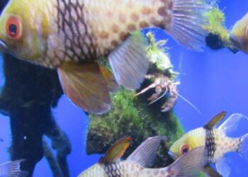 Turismo: quasi 2mln di contributi a fondo perduto per parchi tematici, parchi divertimento, parchi geologici, giardini zoologici ed acquari