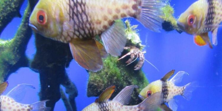 Turismo: quasi 2mln di contributi a fondo perduto per parchi tematici, parchi divertimento, parchi geologici, giardini zoologici ed acquari