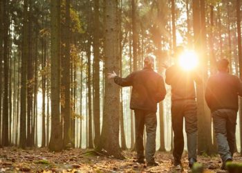 Ecosistemi forestali: 2 mln euro per nuovo bando del PSR dedicato alla pianificazione forestale