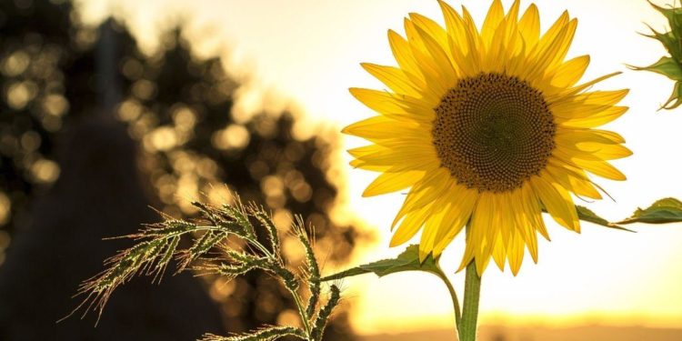 Agricoltura: oltre 25 milioni di euro per i nuovi bandi del Prs Lazio