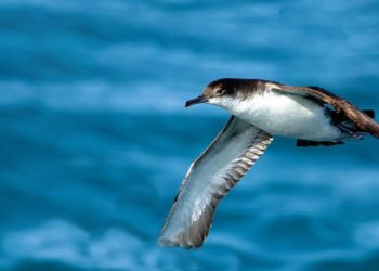 Progetto di conservazione delle Isole Ponziane: convegno finale 17 e 18 marzo 2022