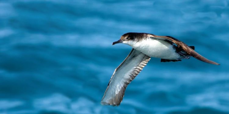 Progetto di conservazione delle Isole Ponziane: convegno finale 17 e 18 marzo 2022