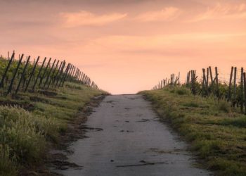 Agricoltura: oltre 15 milioni e 600mila euro a 64 comuni per le infrastrutture agricole