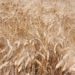 Ismea, agricoltura verso nuovo calo in valore anche in 2023