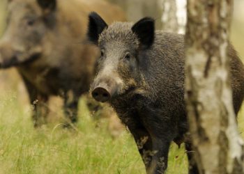 Sanità: ordinanza del presidente della Regione Lazio su peste suina