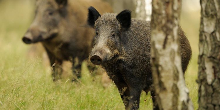 Sanità: ordinanza del presidente della Regione Lazio su peste suina