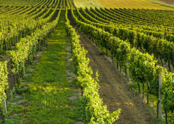 Vino, Onorati: oltre tre milioni di euro per investimenti nel settore vitivinicolo con fondi europei