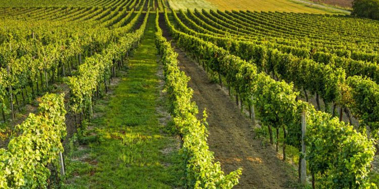 Vino, Onorati: oltre tre milioni di euro per investimenti nel settore vitivinicolo con fondi europei