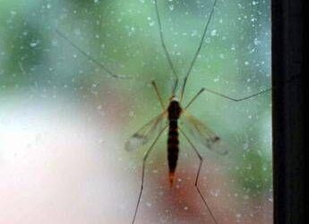 Che sangue piace alle zanzare? ‘Mappa geografica’ svela chi è nel mirino