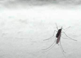 Dalla menta alla lavanda, le piante che respingono vespe e zanzare