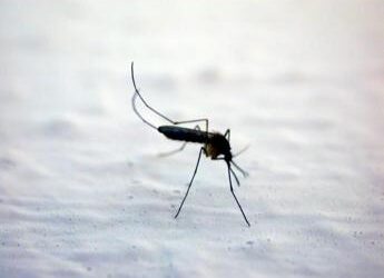 Zanzare, l’allarme di Pregliasco: “Uccidono 1 milione di persone l’anno, nemico vero”