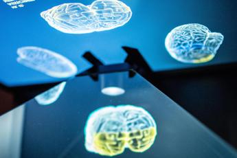 Nel sistema immunitario la ‘regia’ della memoria e dei ricordi: lo studio