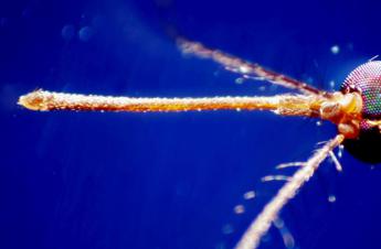 West Nile in Italia: incubazione, sintomi, come proteggersi