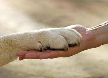 Tutela animali in Costituzione, ‘solo 20% degli atti rispetta il principio’