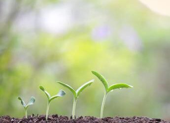 Atlante delle Foreste, oltre 2,4 mln di alberi piantati in Italia nel 2023