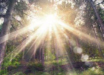 Un anno di Foresta Italia, piantati 60mila alberi in 17 regioni