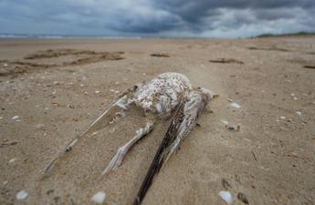 Continua l’allarme per l’influenza aviaria