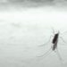 “In Europa più rischi Dengue con il cambio del clima”