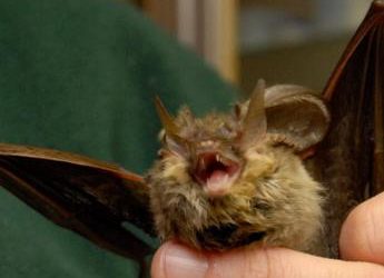 Lyssavirus dei pipistrelli, studio italiano ‘no rischi per l’uomo’