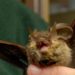 Lyssavirus dei pipistrelli, trasmissione e rischi: lo studio