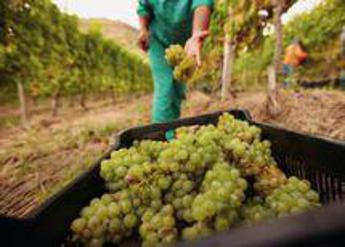 Agricoltura, Cifa Italia: “Su crisi Sicilia chieste misure sostegno a ministero”