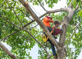 Infortuni, Hse: “Dal potatore al pilota i lavori più pericolosi, ecco il decalogo a prova di rischio”