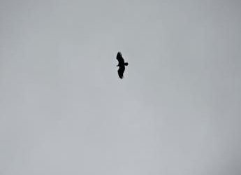 Torna Biodiversità in volo, Fondazione Una e Federparchi contro il bracconaggio