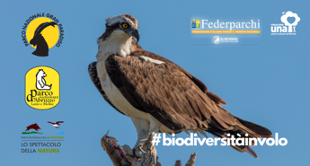 Torna Biodiversità in volo, Fondazione Una e Federparchi contro il bracconaggio