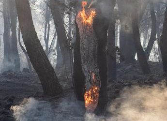 Incendi in Italia, roghi in calo nel 2022 ma ancora sopra la media