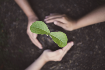 Nature Restoration Law, cosa cambia con il voto del Parlamento Ue