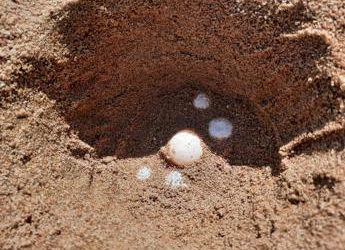 Tartarughe marine, è record di nidi