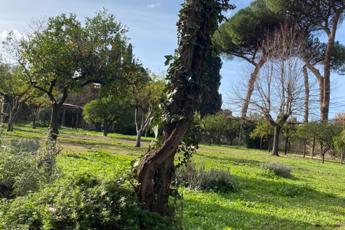 Vivere vicino al verde ‘regala’ 2 anni e mezzo di vita in più: lo studio