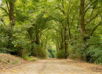 Ambiente, Consulcesi, dilaga Ecoansia, boom adesioni all’azione collettiva aria pulita