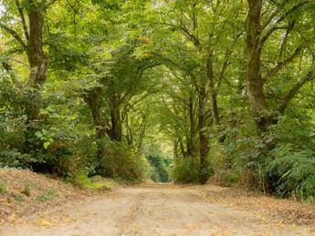 Ambiente, Consulcesi, dilaga Ecoansia, boom adesioni all’azione collettiva aria pulita