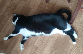 Caldo Italia, anche cani e gatti nella morsa dell’afa: come difenderli