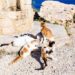 Covid, pillole antivirali ai gatti di Cipro: “Migliaia uccisi da coronavirus felino”