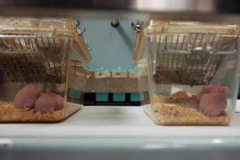 “Glutine provoca infiammazione cervello”: la ricerca