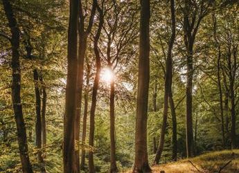 Riscaldamento globale e foreste, il futuro a rischio