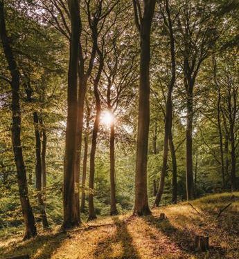 Riscaldamento globale e foreste, il futuro a rischio