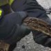 Roma, un serpente al San Camillo: paura in ospedale