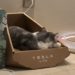 Tesla, l’ultima novità di Musk è una cuccia per gatti in cartone